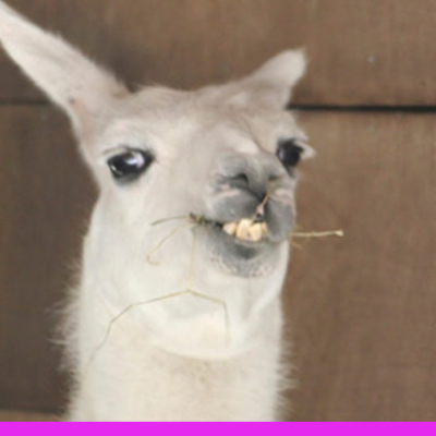 Comunicación Entretenida